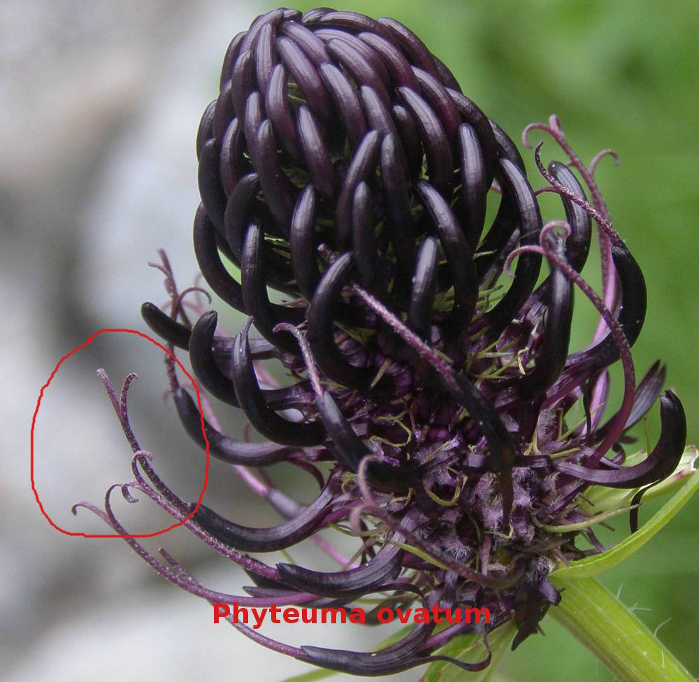 Quale Phyteuma (scorzonerifolium, nigrum,..)?  Phyteuma ovatum